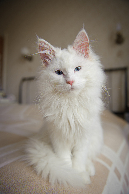 Fluffy white cat with blue eyes