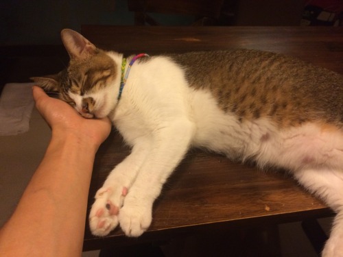 scratchingpad: In Hong Kong I met the most chilled out hostel cat. 