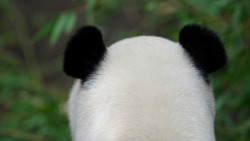 giantpandaphotos:  © Rita Petita. 