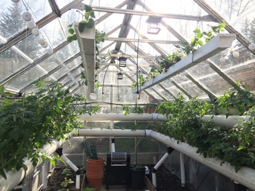 DIY hydroponic greenhouse in Calgary, Alberta, Canada (zone 3) by /u/S1l3ntdr3amsMore photos here. D