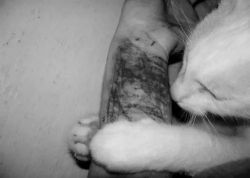 un-raro-adolescente-mas:  Sí, fue el gato.
