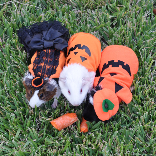 Photo credit: Kelsey. The one wearing our Halloween dress is Nancy, a guinea pig rescued by Austin G