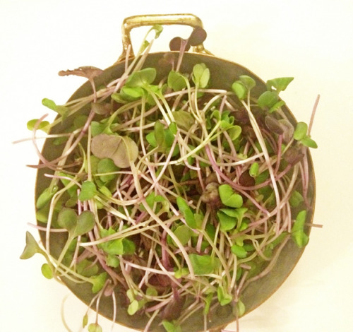 Have you had microgreens before? They&rsquo;re packed with nutrients and a great way to spruce u