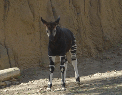 sdzsafaripark:Okapi tongues + twitches. // FULL VIDEO