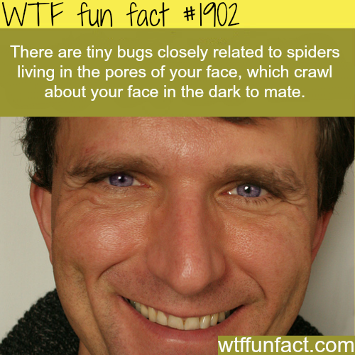 wtf-fun-factss:  Tiny bugs living on your pores - WTF fun facts
