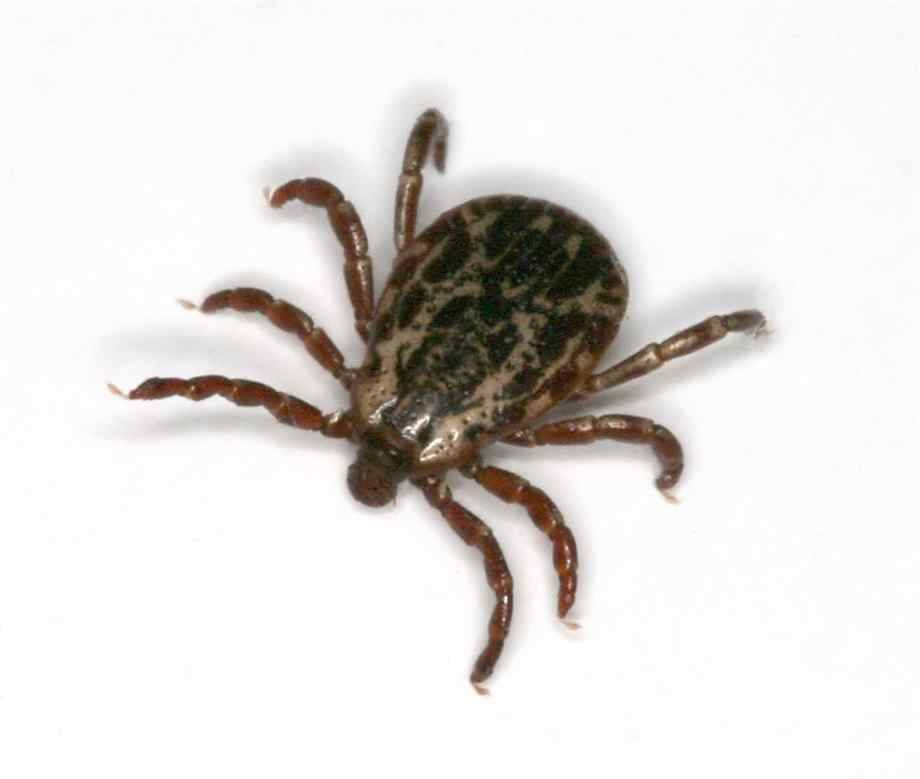 Lyme disease ticks on dogs