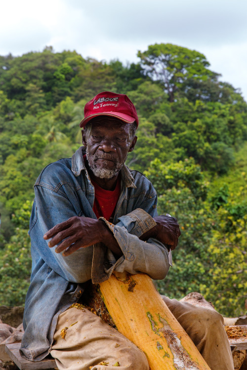 Cinnamon harvesting.  Dominica.  