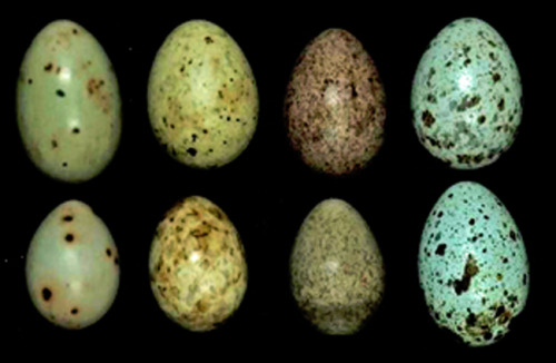 zoo-logic:   In the image above, all the eggs in the top row are laid by cuckoos and those in the bottom row belong to their victims. These uncanny similarities help cuckoos to fob off their parental duties by laying their eggs in the nests of other