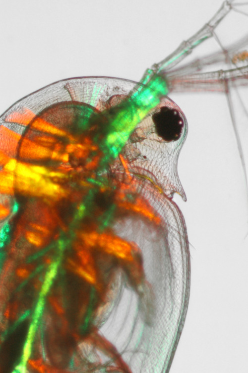 ibmblr:   A salty situation.Zooplankton may adult photos