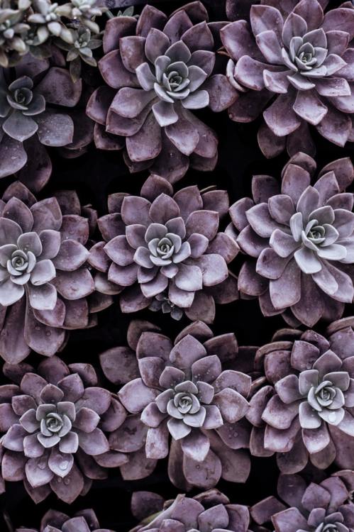 Succulents are just so beautiful.