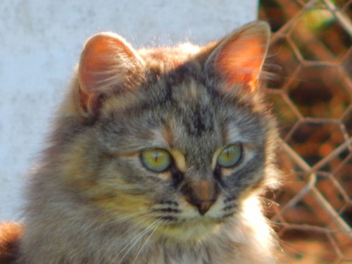 calico-dan: This baby bean, reminds me of a Pallas Cat. She doesn’t like anybody either.&