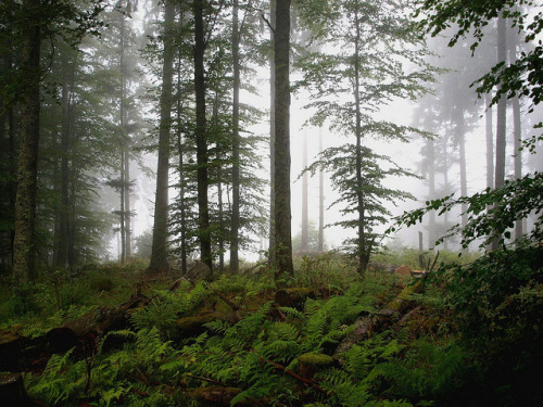 Woods by Miltharion on Flickr.