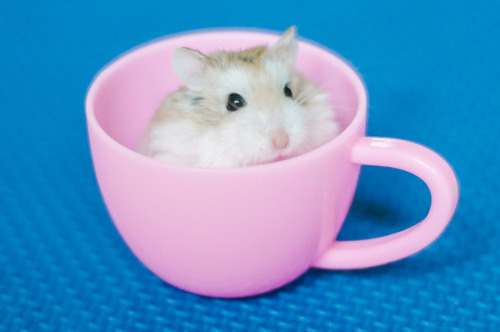 Porn Pics i ♡ hamsters