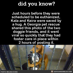 did-you-kno:  As of 7/22/15, these dogs are