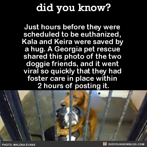 did-you-kno:  As of 7/22/15, these dogs are safe in foster care, but have not yet been adopted. Since I usually get messages about how to help and/or donate in these situations, you can find that information here.Source