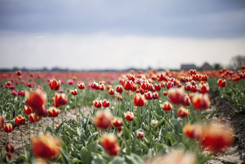 Netherlands, Tulips