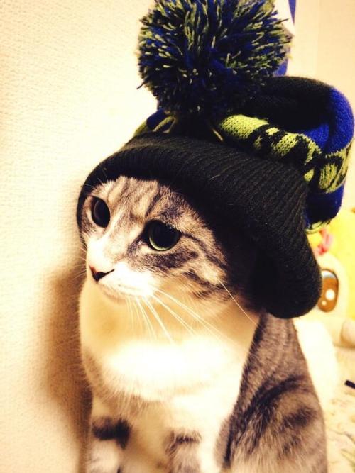 とことん猫画像‏@CatCutePhotos 防寒です(（＾∇＾） Knit cap cat