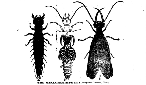 The Hellgrammite Fly, Prairie Farmer (July 9, 1870)