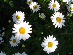 peace-and-awe:  daisies my original photography- please do not remove credit