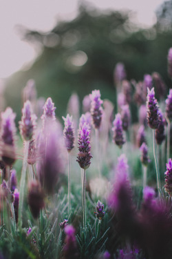 matialonsorphoto:  lavender days by matialonsor