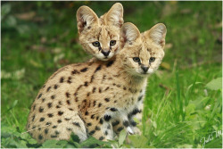 funnywildlife:  Double Cutenes by Velvet-Paw