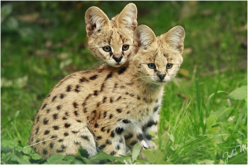 funnywildlife:  Double Cutenes by Velvet-Paw
