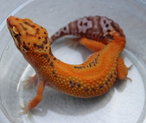 lunationgeckos: A pair of new arrivals from Geckoboa!  Meet Fafnir and Scatha. 