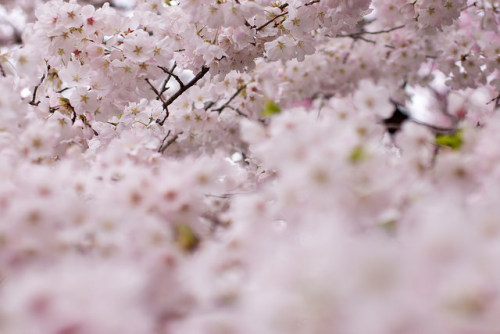 japan-overload: Cherry blossom (桜) by christinayan01 on Flickr.