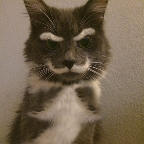 andrewbreitel:  I NEED THIS ANIMAL   Photoshopped version of Hamilton the Hipster Cat: