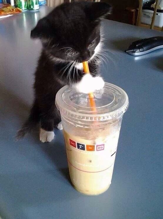 daddyspurty:  Because kittens are 😍😍