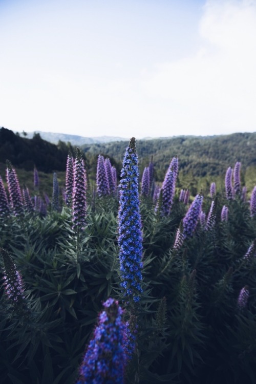 Spring in Northern California.