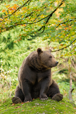 beautiful-wildlife:  Winnie the Pooh by Rob