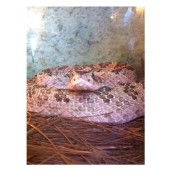 soyunpan1234:  🐍 #taptap #snake