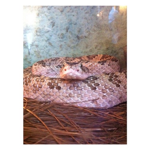 soyunpan1234:  🐍 #taptap #snake