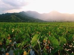 maineialoha:  Little Hanalei