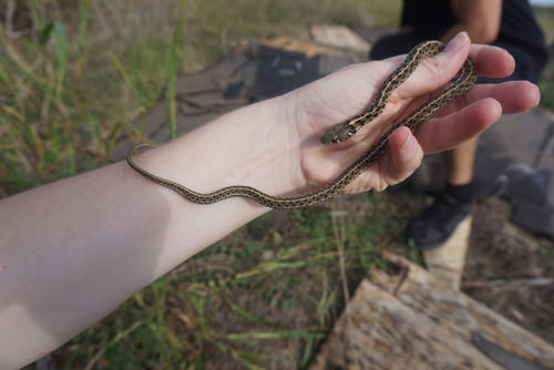 Went herping with a local friend this past weekend and had some nice finds. Spotted an adorable litt