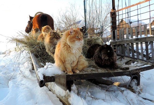 XXX best-of-memes:    Siberian Cats !! photo