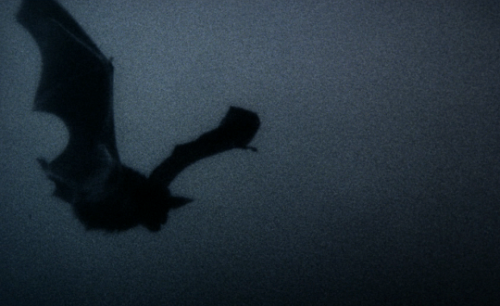 thelittlefreakazoidthatcould:Time is an abyss profound as a thousand nights. Nosferatu the Vampyre (1979) // dir. Werner Herzog  