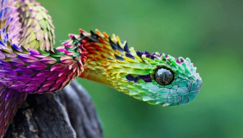 moongoddessgarden:  Atheris squamigera, common names:  green bush viper, variable bush viper, leaf viper and others, is a venomous viper species that can be found in West and central Africa: Ivory Coast and Ghana, eastward through southern Nigeria