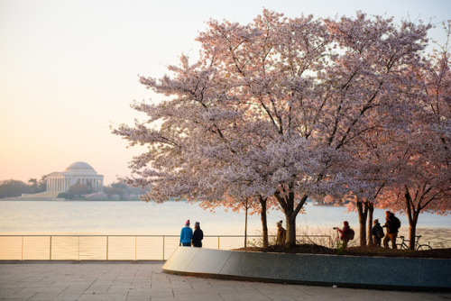 The Capitol in BloomThe season is fast approaching for the cherry blossoms in Washington, D.C., to b