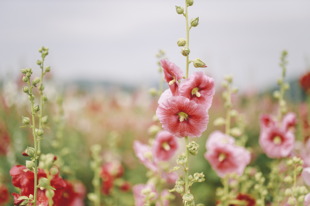 boohwanj:2019-06-15