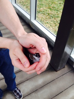 importantbirds:  awwww-cute:  Saved this poor guy stuck in the stairwell at work  It is LIE! I rescue a humans from DANGER TOWN inside a porch and for thank a hand become PORTABLE CARS I am hero you are welcon 