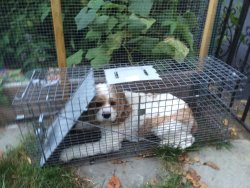 weallheartonedirection:  We have two Cocker Spaniels. This is the smart one.