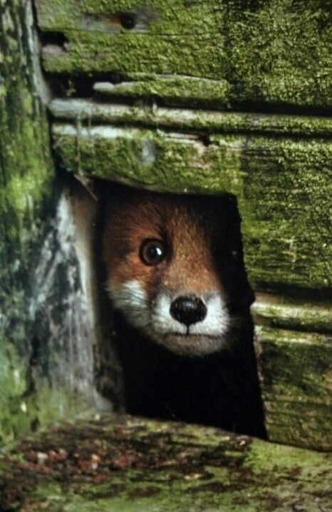 forfoxesonly:  forfoxesonly:  THIS FOX IS LIKE, “UHHH, SURE I’LL COME TO YOUR