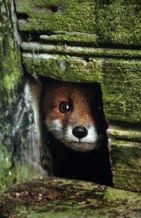 forfoxesonly:  forfoxesonly:  THIS FOX IS LIKE, “UHHH, SURE I’LL COME TO YOUR BIRTHDAY PARTY! I’LL LEAVE THIS HOLE HERE IN A BIT.” HERMIT FOX IS NOT COMING TO YOUR BIRTHDAY PARTY.   THIS FOX KNOWS WHAT’S UP. THIS #FOXBACKFRIDAY, STAY INSIDE.