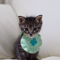 catsbeaversandducks:  Kittens wearing bibs.