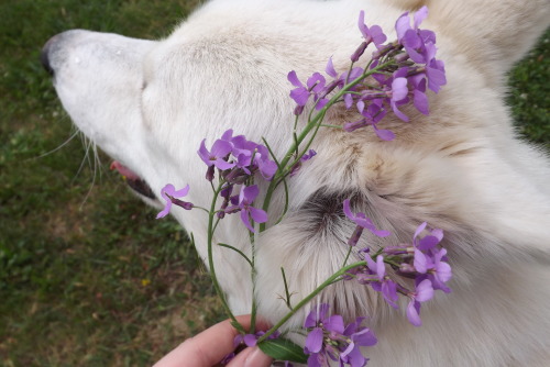 furything:flower prince is so patient with me 