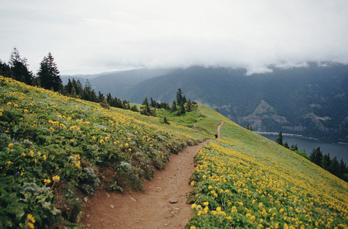 definitelydope:Dog MountainBy Danielle Hughson