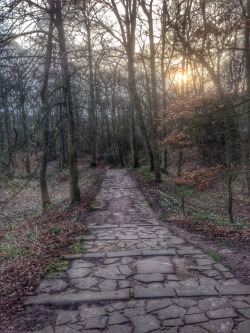 moonsurf:  Woodland path