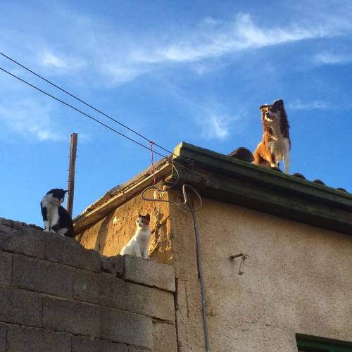 Roof dog and cats in northern part of #Nicosia, #Cyprus (hier: Northern Cyprus)